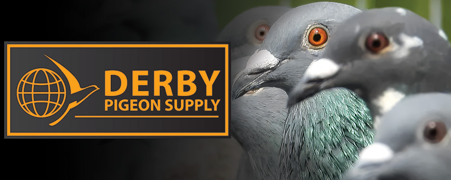 derby_pigeon_supply